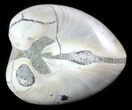 Polished Fossil Astarte Clam - Cretaceous #45805-1